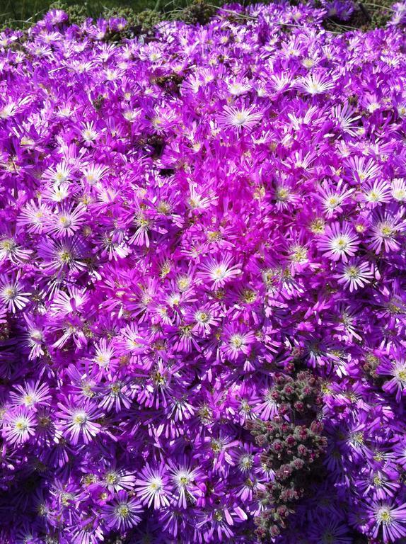 B&B Etna 1703 Belpasso Luaran gambar